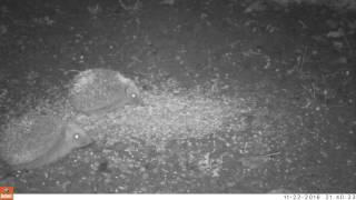 Rosey, Nora, Digby, and Peggy. Hedgehog TrailCam 23/11/2016