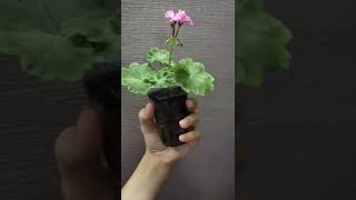 Красавица пеларгония цветёт🌱🌺