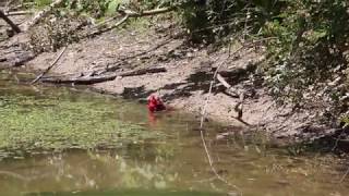 Cardinal Bath