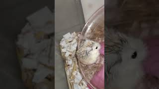 Lovely pets Robo Hamster so cute and funny animals #shorts (1)