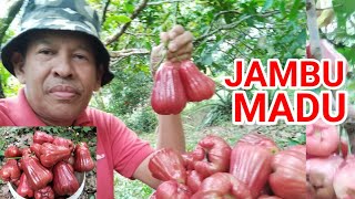 JAMBU MADU PETIK SENDIRI