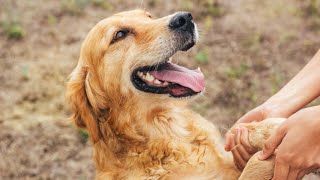 Learn Canicross With Your Golden Retriever!