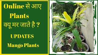 क्यू मर गए ? || Latest Updates on Online Mangoes