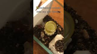 Inchworm sneaks into my ant farm