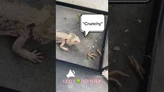 Bearded Dragon eating outside - #Lucky 🍀