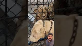 don't miss the end #lion  #shorts #animals #lion #puppy #lionhub #tigerlion #viralvideo