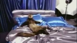 Banned Commercials Budweiser Nude Ferret