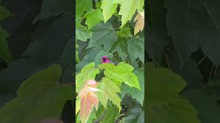 A male hummingbird in my garden is showing off his brilliant colours! #hummingbird #beautifulbirds