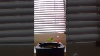 Fenugreek Growth in SECONDS! #fenugreek #timelapse #shorts