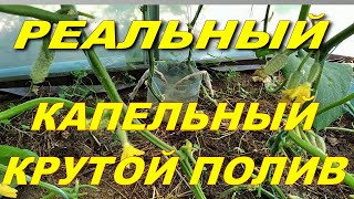 1 литр в сутки.Супер простой капельный полив из любой посуды.