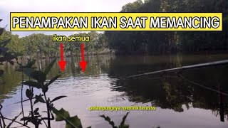 UMPAN IKAN BELANAK PALING GACOR ! MANCING IKAN BELANAK