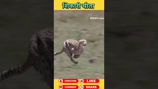 शिकारी चीता #animals #wildanimal #shortsviral