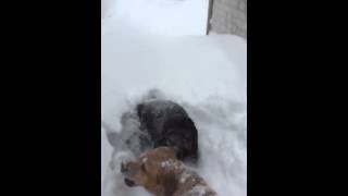 Dogs enjoying the new snow