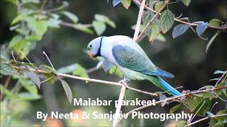 malabar parakeet 2