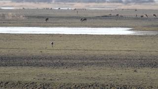 Kraanvogel bij Oostvaardersplassen