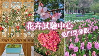 台北陽明山景點。風信子、鬱金香、賞梅花、賞櫻花、優雅茶花隧道~ 茶花展期間，周末免費送茶花苗活動