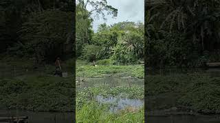 spot mancing ikan gabus & golsom😍 #shorts #viralvideos