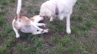 Labrador retriver vs Beagle