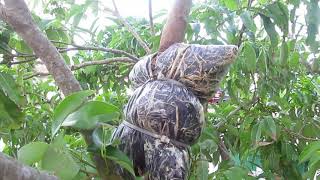 Making a fruit tree from a branch off of the mother tree. Air layering my Lychee Tree 8/1/2021