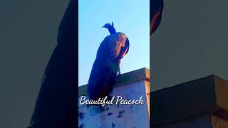 Beautiful bird Peacock || in desert Thar || #peacock #beautifulbirds #beautiful #peacockdance #thar