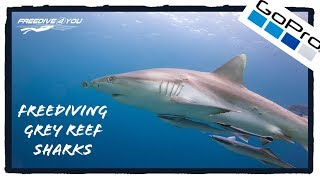 Freediving Grey Reef Sharks | Safari Island | A Freedive4u Short