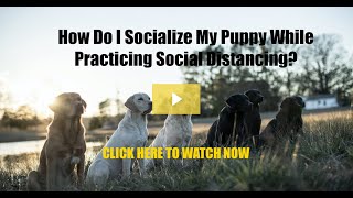 How To Socialize Your Puppy While Practicing Social Distancing