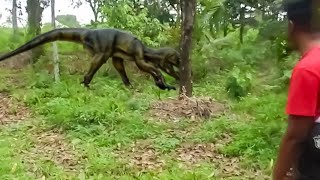 Kameraya Yakalanan 10 Gerçek Raptor Dinozor Görünütüsü..