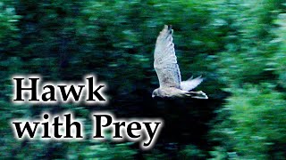 Early Winter, Hawk / Kahu Flying & Feeding #birds #4k #newzealandnature