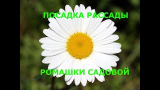 Посадка ромашки садовой| Семена за копейки| Сад и огород| Секреты выращивания|