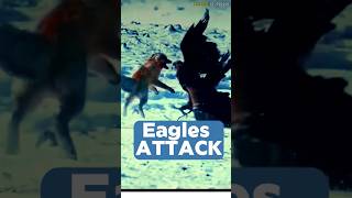 Eagles Incredible Hunting Skills   /eagles dangerous attack.       #eagles #goldeneagles #shortvideo