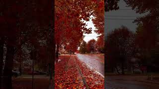 Fall weather in Seattle🍁🧡 #fall #autumvibes #sweaterweather #cozyseason #fallfoliage #pumkinspice