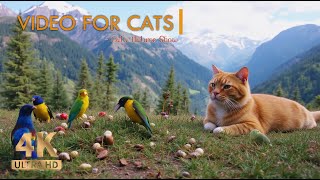 Cat TV for Cats 🐱 Birds and Squirrels Playful Nature Show 🐦🐿️ 4K