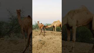 Camel checking day #shorts  #shortvideo  #youtubeshorts