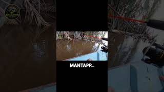 TIADA DUA TARIKANNYA || #fishing #udanggalahmonster #mancing #fishingudanggalah #mancingmania