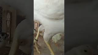 New White Aseel Murga Entry | First Aseel Breading Chicks | Aseel Short Video