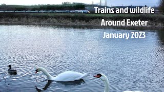 Trains and Wildlife Around Exeter January 2023