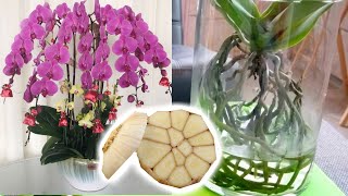 Garlic water recipe - best fertilizer for orchids to bloom | iKnow