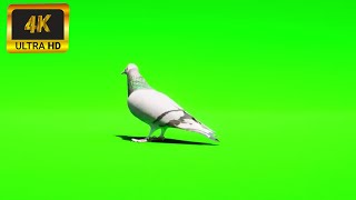 012 - Green Screen | Chroma Key | Animal 4K | pigeon