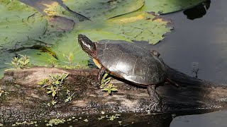 Painted Turtles, Mud Lake