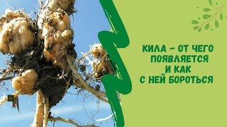 ☝☘Кила -  от чего появляется и  как с ней бороться