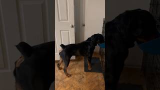 Huge Alpha male Rottweiler #dog #alphadogco #rottweiler #dogtraining #puppytraining #fyp