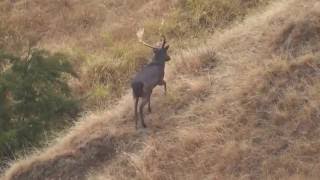 BLACK Fallow buck