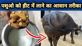 गाय भैंस को हीट में लाने का आसान तरीका । gaay bhains ko heat me lane ka tarika upay/ cow and Buffalo