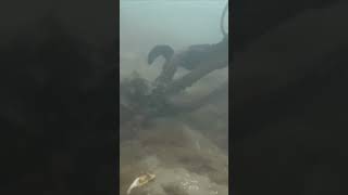 Octopus attacks diver.