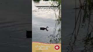 سورہ بقرہ کی آیات کا ترجمہ 48 تا 52 06#