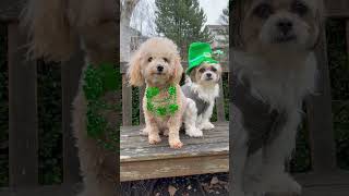 "I'll Take you With Me" Combs & Shih Tzu Toy Poodle Dogs Matching Outfits