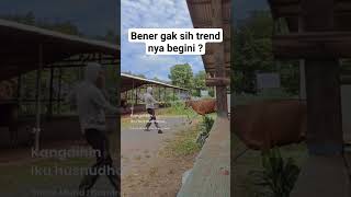 Trend narik sapi qurban