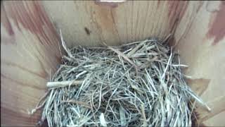 Bernheim Live Bluebird Cam