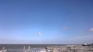 Sony xperia z3 compact slow motion gull