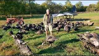 Organic, Pasture-Raised Turkeys | Elmwood Stock Farm